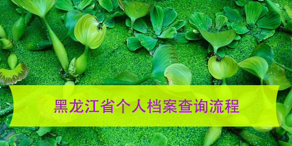 黑龙江省个人档案查询流程，该如何操作？