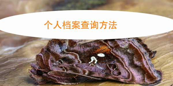 个人档案查询方法，档案管理常见问题解答